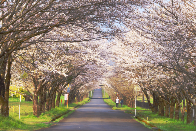 小林市まきばの桜 桜が咲く開けた一本道