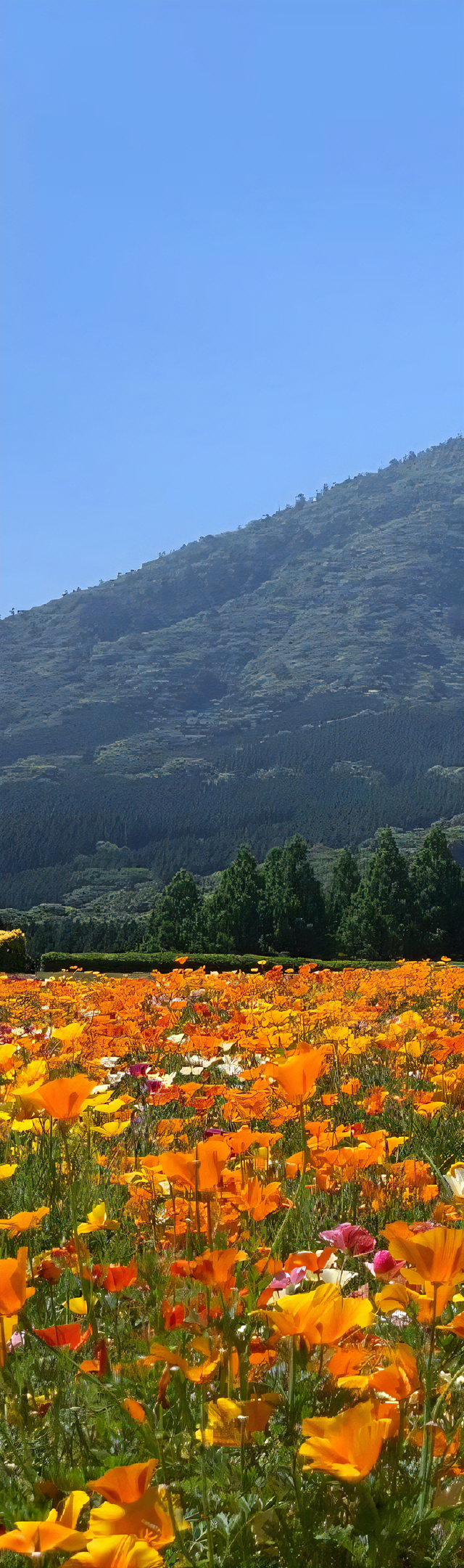 小林市生駒高原のカリフォルニアポピーと夷守岳