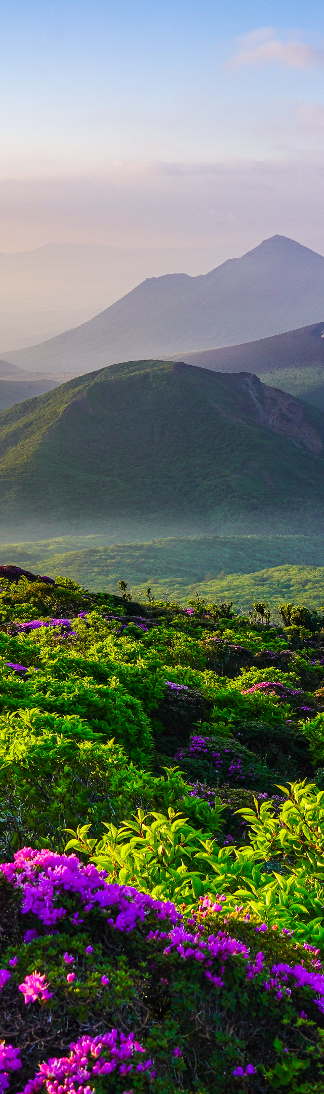 ミヤマキリシマと高千穂峰